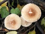 Lepiota subincarnata