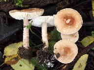 Lepiota subincarnata