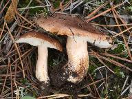 Tricholoma albobrunneum 