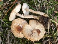 Lepiota pseudolilacea 