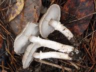 Tricholoma cingulatum