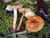 Lepiota castanea