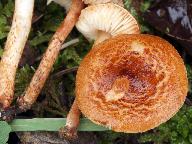 Lepiota castanea