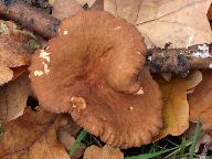 Lactarius subumbonatus 