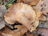 Lactarius subumbonatus 