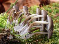 Mycena tintinnabulum 