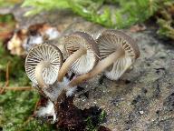 Mycena tintinnabulum 