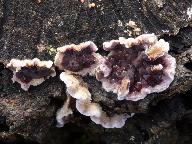 Chondrostereum purpureum 