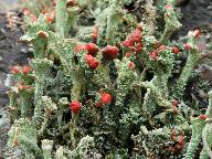Cladonia coccifera