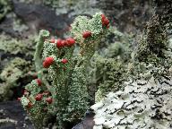 Cladonia coccifera