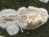 Hyphoderma setigerum