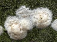 Hyphoderma setigerum 