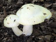 Hygrophorus chrysodon