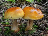 Cortinarius cedretorum 