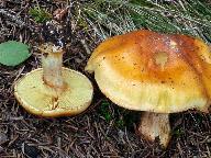 Cortinarius cedretorum 