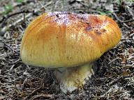 Cortinarius cedretorum 