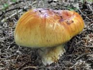 foto Bohumil Bušek