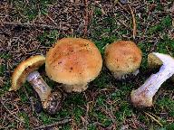 Cortinarius cedretorum 