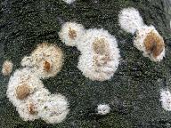 Hyphoderma setigerum 
