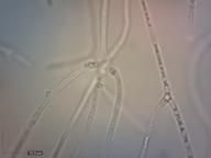 kapicilium (H2O)
