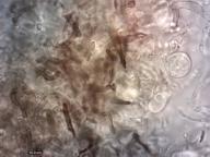 pigmentace (H2O)