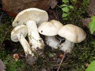 Calocybe gambosa