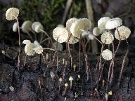 Marasmius rotula