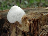 Volvariella bombycina 