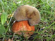 Suillellus luridus 