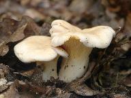 Cantharellus pallens 