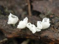 Calyptella capula