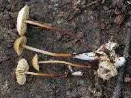 Marasmius torquescens