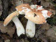 Russula rosea 