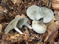 Clitocybe odora 