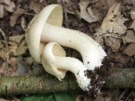 Entoloma sinuatum