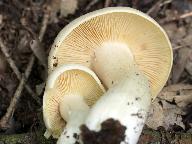 Entoloma sinuatum 