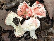 Russula luteotacta