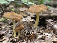 Pluteus romellii 