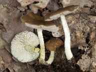 Pluteus romellii 