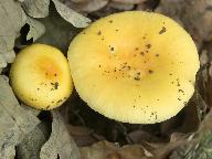 Russula lutea