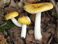 Russula lutea 