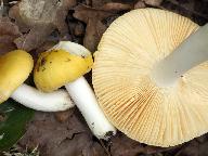 Russula lutea 