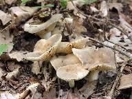 Lactarius azonites