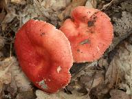 Russula luteotacta