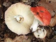 Russula luteotacta 