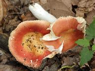 Russula risigallina 