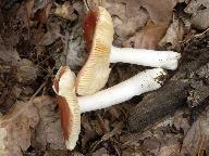 Russula risigallina 