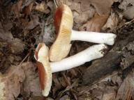 foto Karel Tejkal foto Karel Tejkal