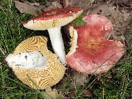 Russula maculata 