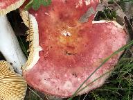 Russula maculata